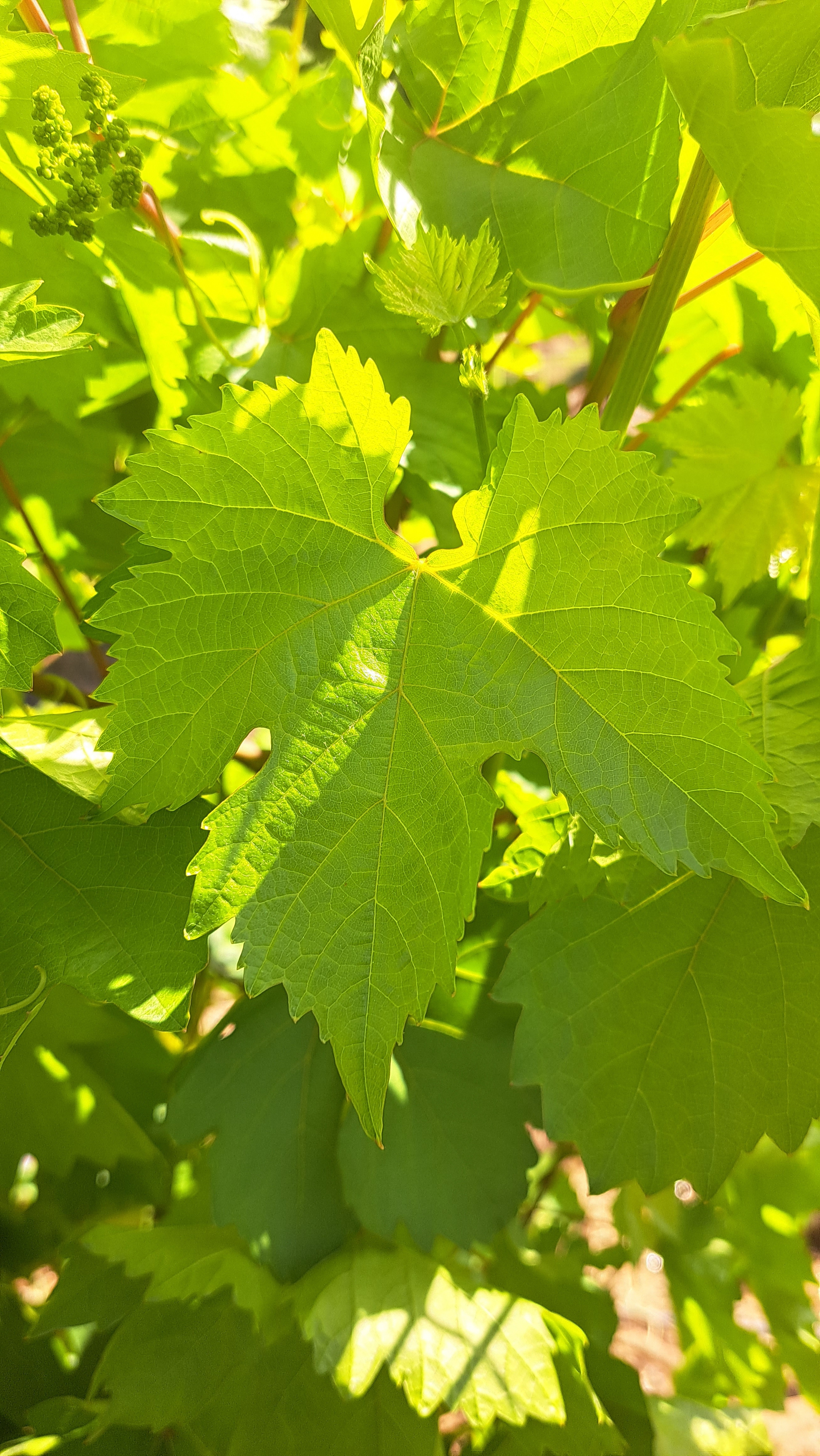 Healthy grape leaves